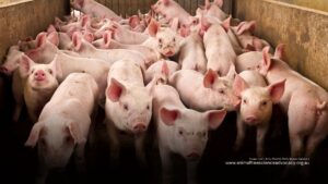 Xenotransplantation - Trading in Spare Parts. A group of pigs in a pen