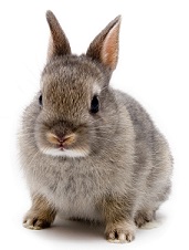 Henry the Rabbit