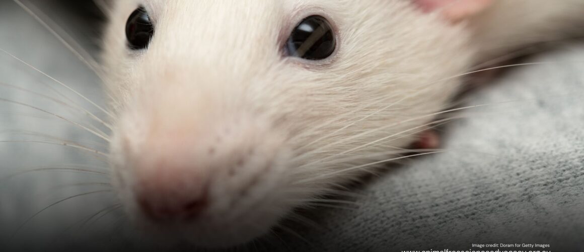 Close up of a sweet mouse's face