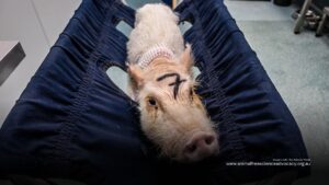 `An anxious looking pig with a number on his head within a lab facility. Image Credit: We Animals Media