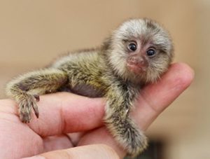 Brain lesions in baby monkeys