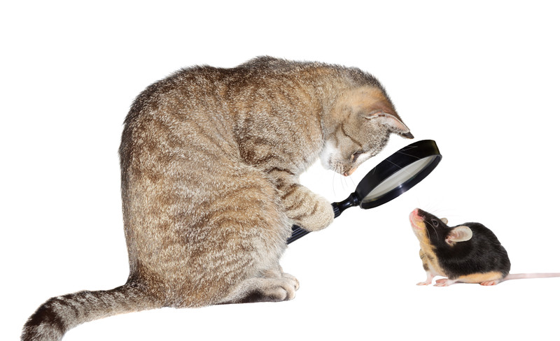 Cat with a magnifying glass looking at a mouse