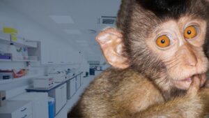 More Unexplained Deaths of Primates Bred for Medical Research