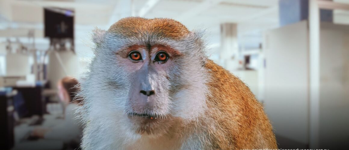 Macaques Used in HIV Antibody Research