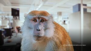 Macaques Used in HIV Antibody Research