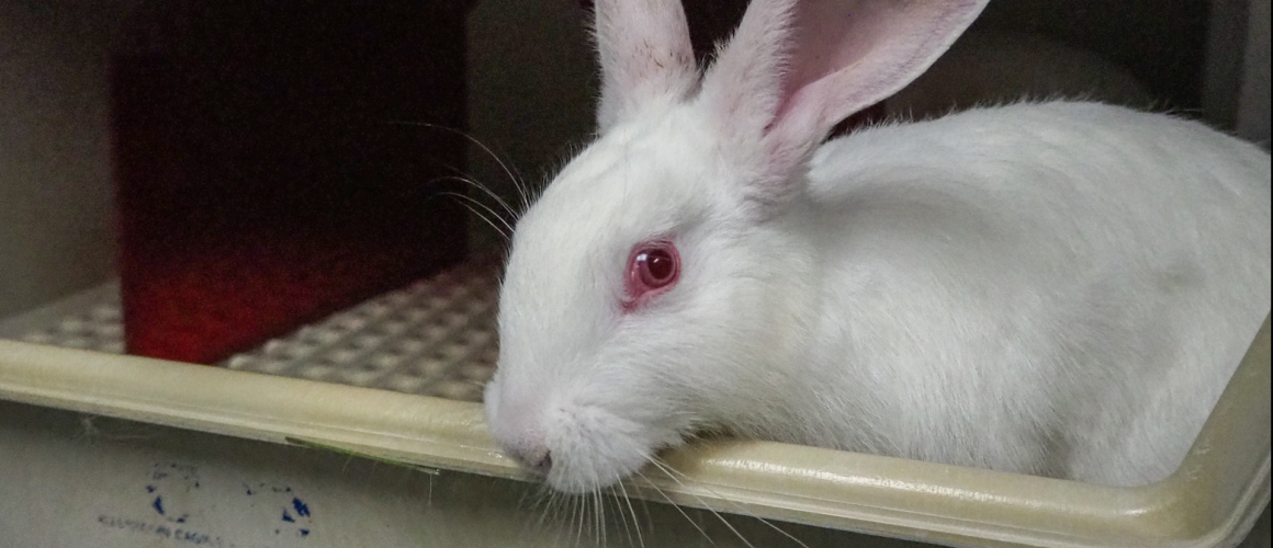 New Zealand white rabbits are by far the most common rabbit breed used in research, toxicology and testing. Typically pair-housed in a laboratory setting, this rabbit sits alone in a caged tray and remains deprived of the ability to engage in their natural behavior.