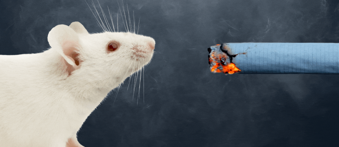 mice forced to smoke gif