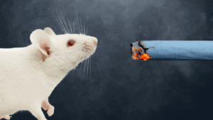mice forced to smoke gif