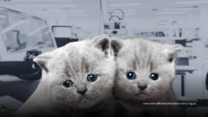 The Bionics Institute: Research that Deafens Kittens