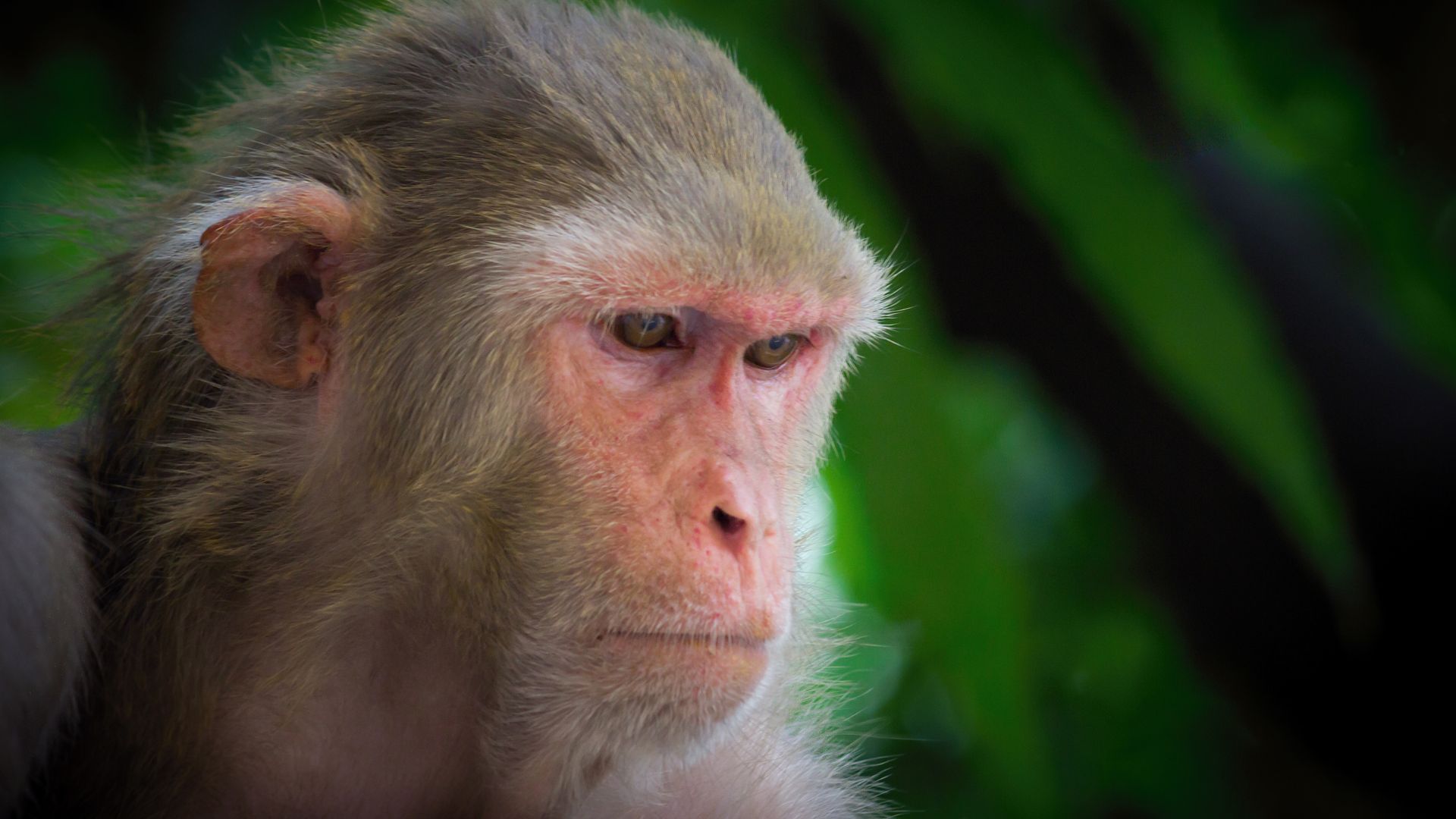 rhesus macaque