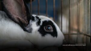 A bunny rabbit looking scared in a cage with in a lab facility. Image Credit: We Animals Media