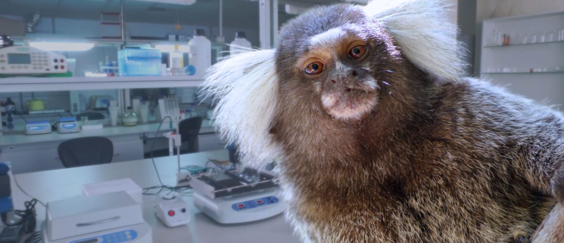 Marmosets paralysed for cognition research at Monash University
