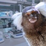 Marmosets paralysed for cognition research at Monash University
