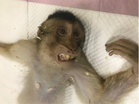 A juvenile female macaque, NF405, was found dead, with signs of trauma and in poor body condition.