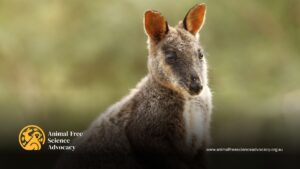 wallabies used in research