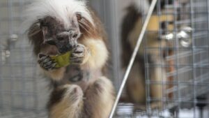 A young tufted marmoset who has spent all of her life in a scientific research facility is released to an animal sanctuary in the US, she has a tattoo on her stomach. Image Credit: We Animals Media
