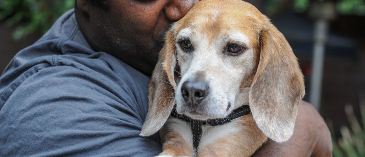 A beagle who spent all of his life in a research facility is rescued by a caring man and leaves for his forever home. Image Credit: We Animals Media.