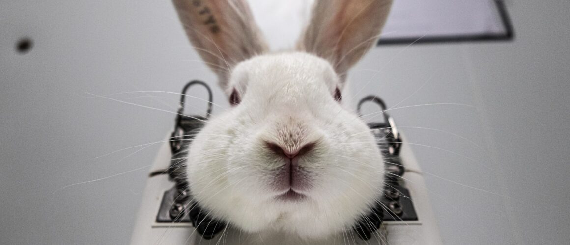 A rabbit is bolted into a machine prior to being used in a torturous and cruel scientific experiment. Image Credit: We Animals Media