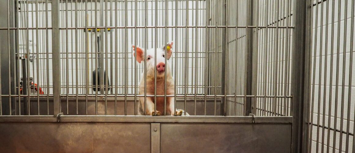It is not well-known that pigs are also used in scientific research and cruel, needless experiments are performed on them prior to them being killed. Image Credit: We Animals Media