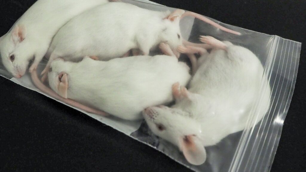 Mice are suffocated using gas in a container prior to being thrown away as medical waste in a research facility. Image Credit: We Animals Media