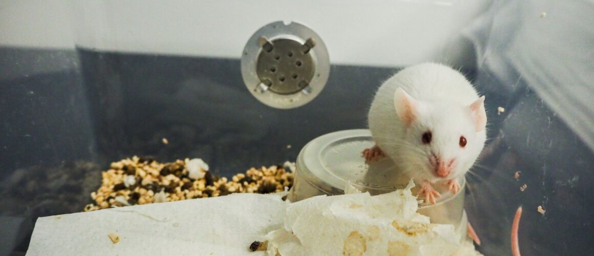 Mice in scientific research facilities are often kept alone and in their own faeces without anywhere to hide or burrow as they would in the real world. Image Credit: We Animals Media