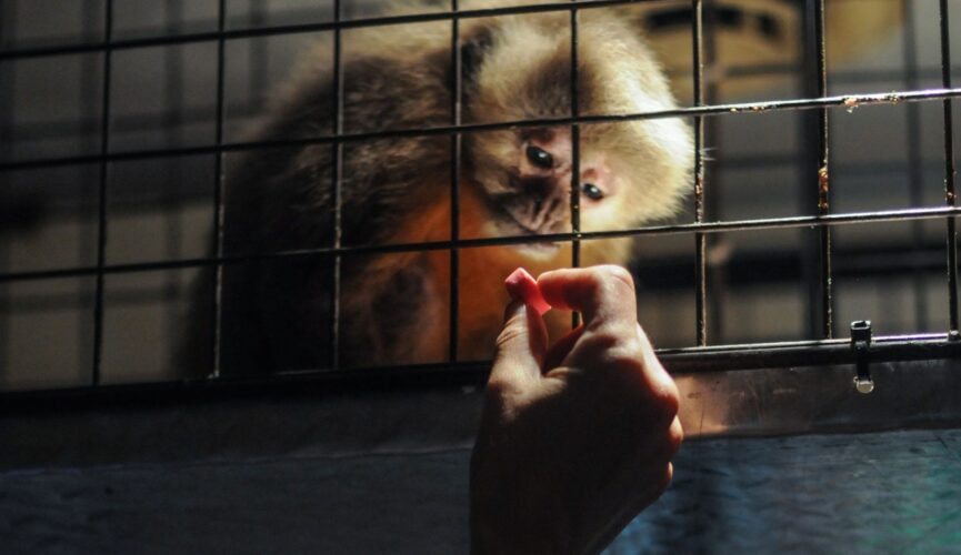 A lone capuchin monkey is fed after being rescued from a scientific research facility in the US. Credit: We Animals Media