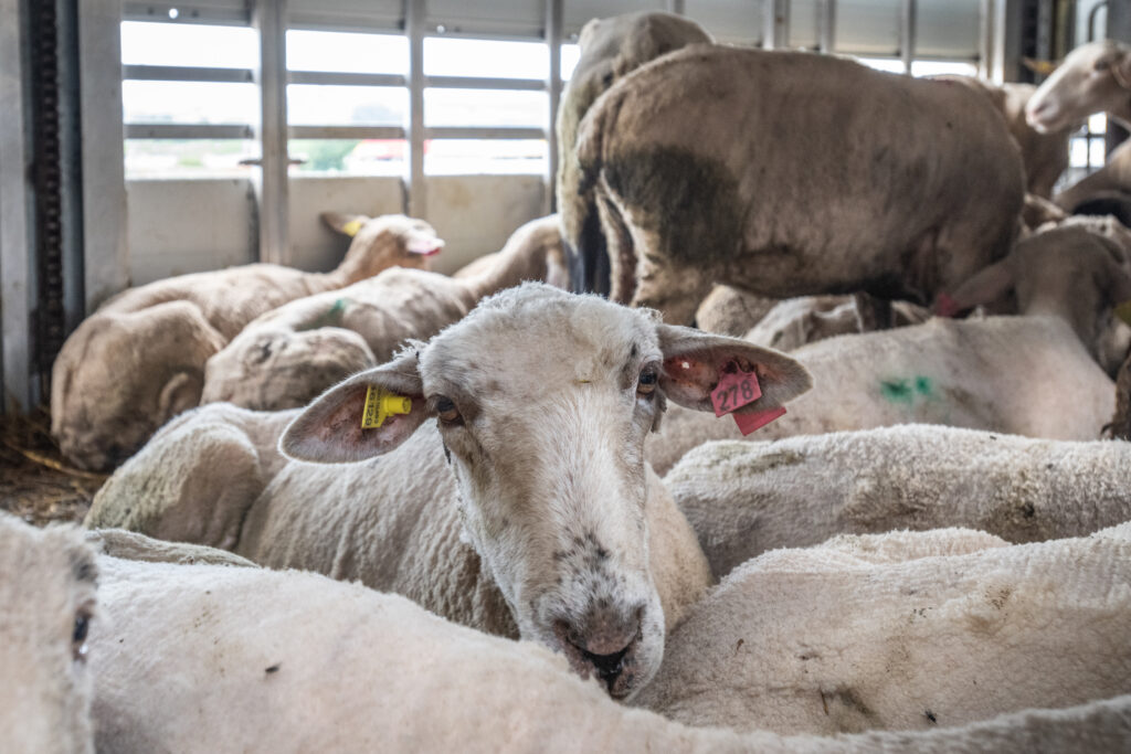 Sheep inside a transport truck parked at the Bulgarian-Turkish border.