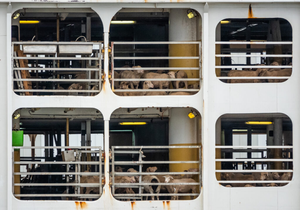The Bahijah, a ship carrying between 20,000 and 30,000 sheep and cattle from Australia to Israel, arrives at the Haifa port after almost three weeks at sea. The animals are then offloaded onto trucks which will carry them to quarantine, feedlots or directly to slaughter. The cruelty inherent in long-distance transport of animals by sea has been a focus of animal rights campaigners for decades.