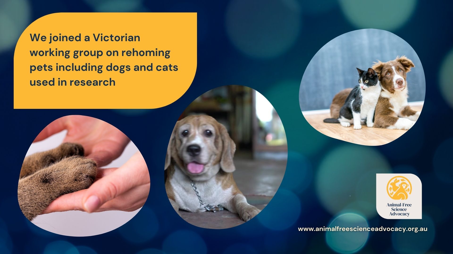 Rehoming animals from labs | Animal-Free Science Advocacy | 2023 Achievements