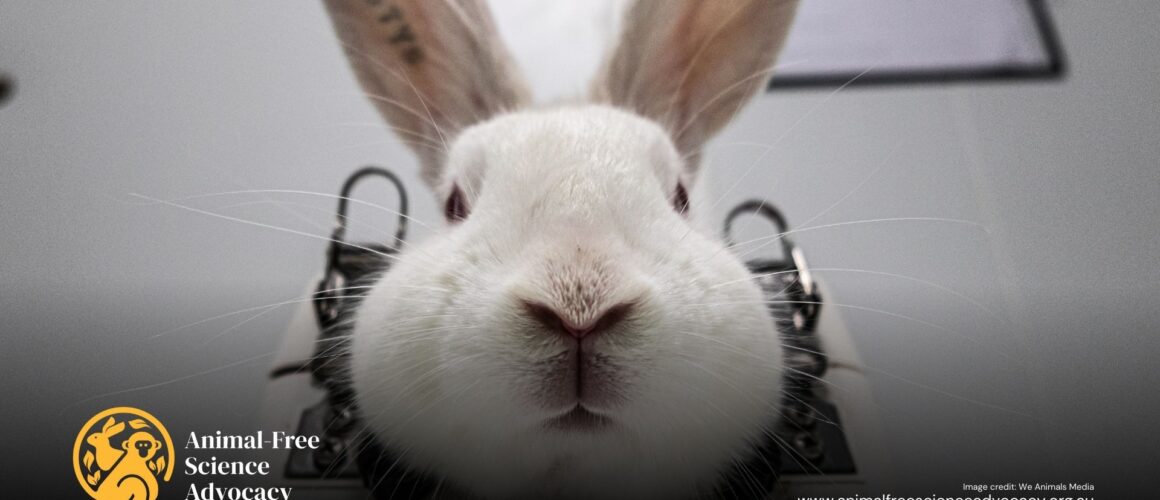 A bunny rabbit with her head restrained in a metal harness in a lab facility. Image Credit: We Animals Media