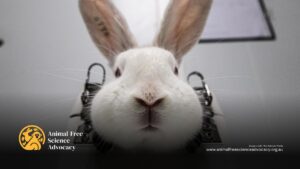 A bunny rabbit with her head restrained in a metal harness in a lab facility. Image Credit: We Animals Media