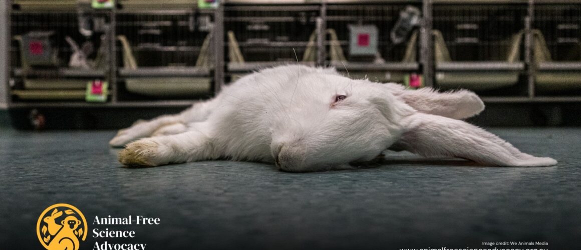 A bunny rabbit dead on the floor of a lab while other bunnies watch on in a lab facility. Image Credit: We Animals Media