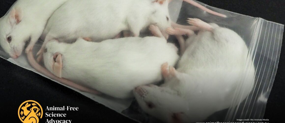 Some dead mice in a plastic bag in a lab. Image credit: We Animals Media