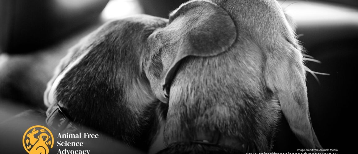 Two beagles sit closely together with ears overlapping as they are rescued from an animal experimentation facility. Image Credit: We Animals Media