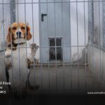 A lone beagle in a cage at a lab facility. Image Credit: We Animals Media