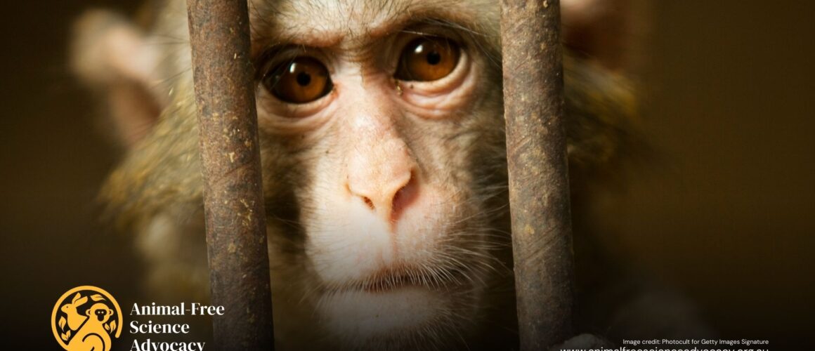 A baby macaque with an intense expression sits within a cage in a lab
