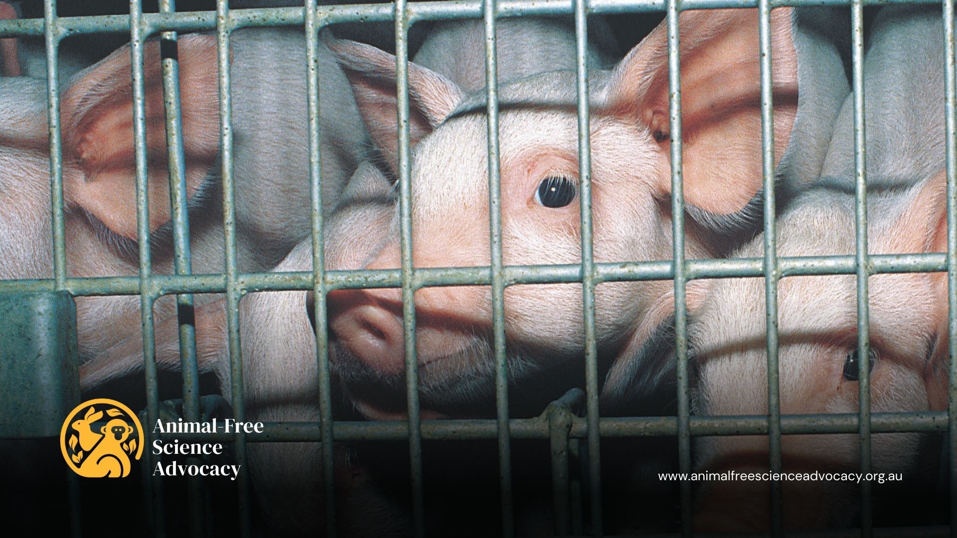Tiny pigs stare out with haunting expressions from within cages in a research facility