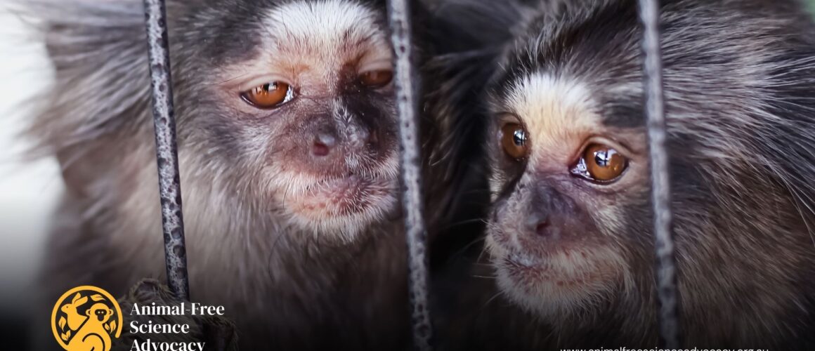 Anxious marmosets being carried out of a lab to their forever home after being used in scientific experiments. Image Credit: We Animals Media