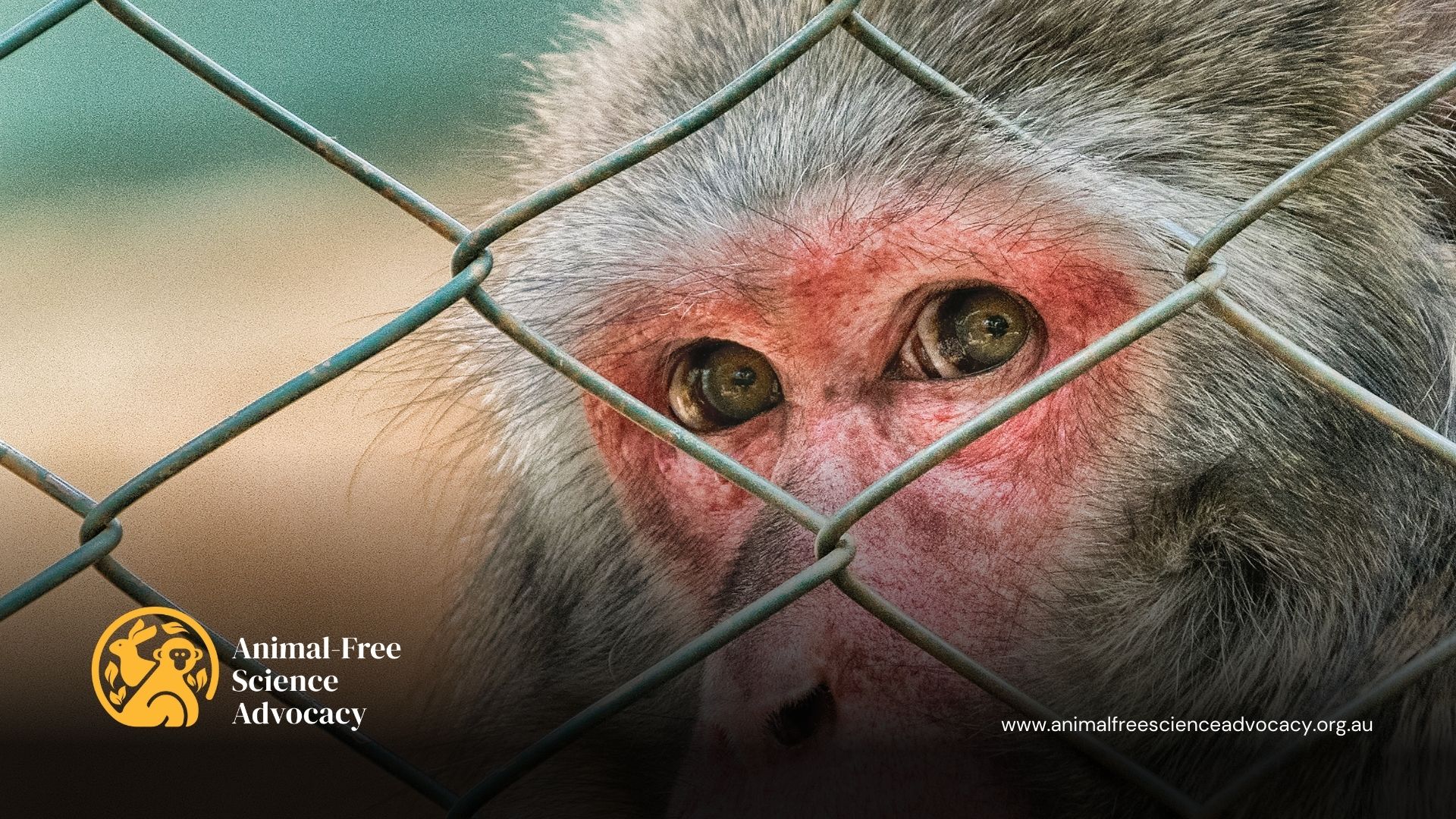 Macaque stares warily from behind a barbed wire fence in a research facility