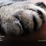 A large cats paw touching the skin of a human