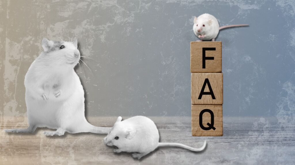 FAQs mice and rats