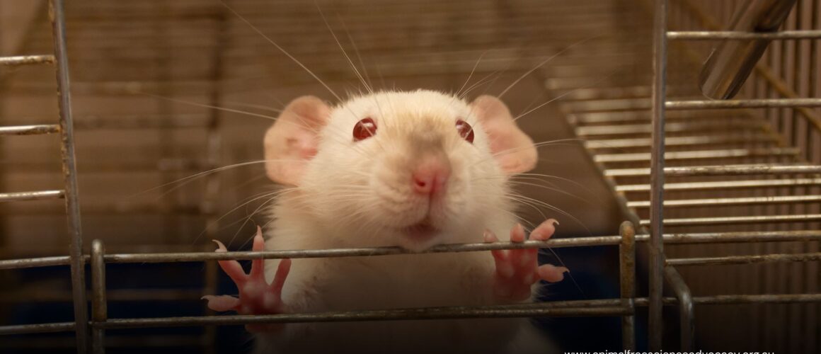 Close-up of the expressive face of a white mouse