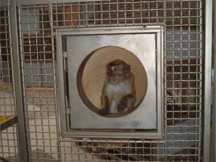 Macaque in tunnel, page 26 of the documentation released under the Freedom of Information Act.