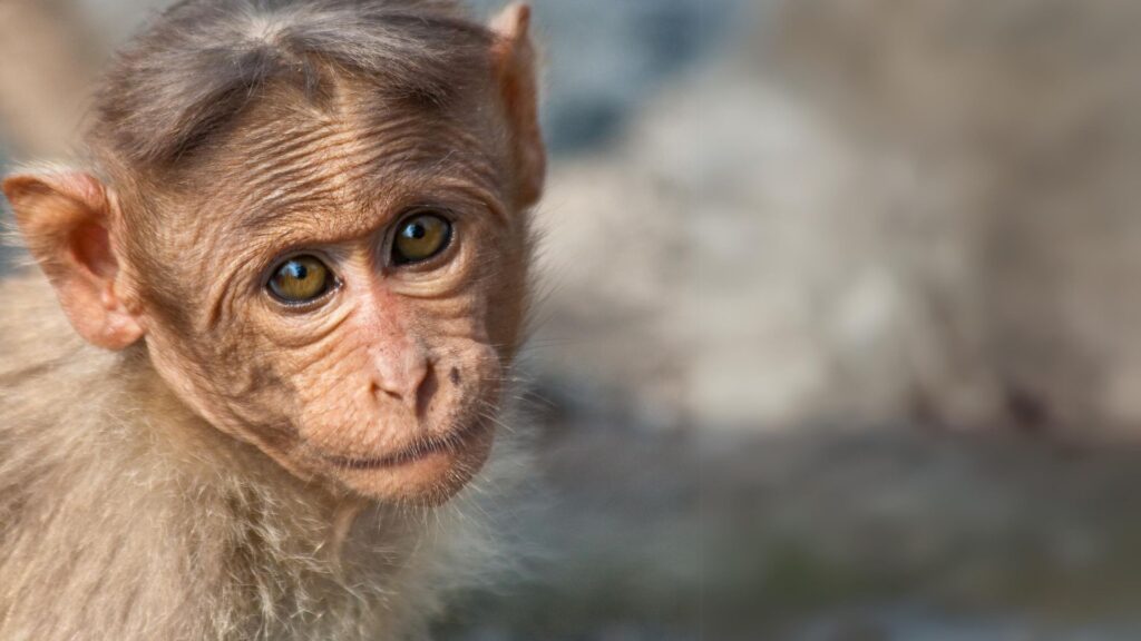 juvenile macaque