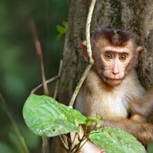 11_Macaque_Age unknown_NM31 "I was given a craniotomy and then I died 14 days later"