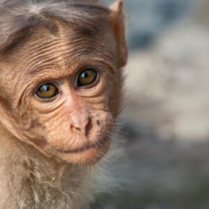 12_Macaque_age unknown_MF6 "I couldn't do the things I would have done as a wild monkey"