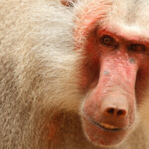14_Baboon_mother_No ID (2) "I was a baboon put on a high salt diet to study salt sensitivity in my baby boy"
