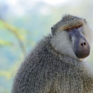 17_Baboon_WT1 "I'm a baboon. Ten years ago, I had piglet cells injected into my veins"