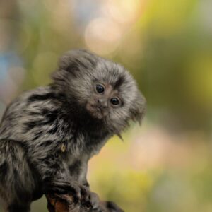 "I was a tiny male marmoset given lesions on my brain" 21_Marmoset_baby male M2086 (2)