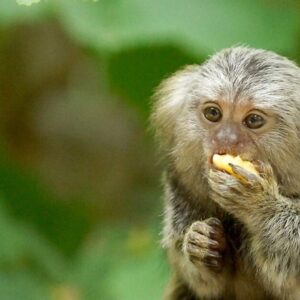 23_Marmoset_2 y o male M1753 (2) "I was a two year old marmoset and I was injected into my brain and then died"